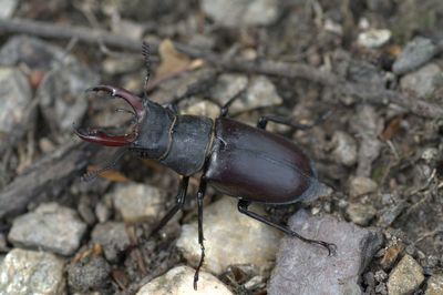 High angle view of stag beetle