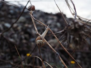 Close-up of snail on plant