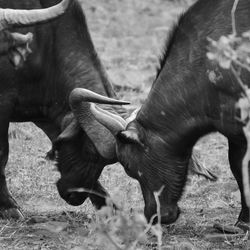 Close-up of buffaloes fighting at hluhluwe imfolozi park