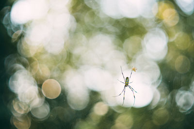 Close-up of spider