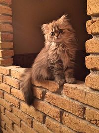 Portrait of cat against brick wall