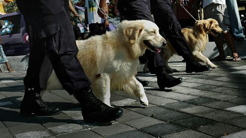 Dogs walking with police force on footpath in city