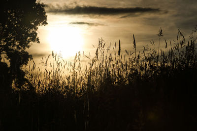 Silhouette plants on field against sky during sunset