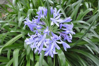 Close-up of purple flowers in field