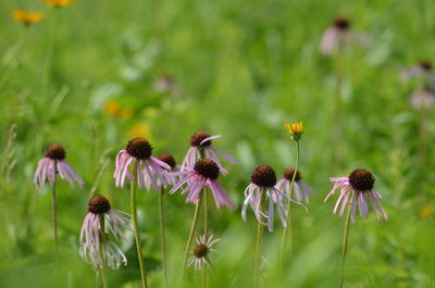 Close-up of purple flowering plant on field