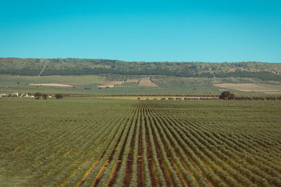 Scenic view of agricultural field against clear blue sky