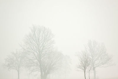 Bare trees against sky