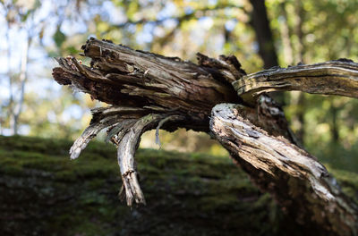 Close-up of tree trunk