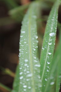 Close-up of wet plant leaves