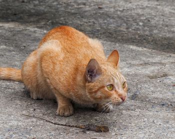 Full length of a cat lying on street