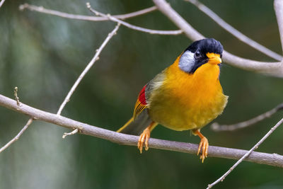 Close-up of bird perching on branch