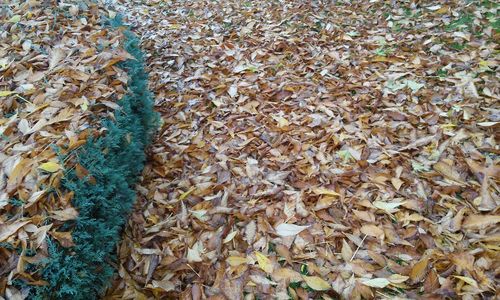 Full frame shot of fallen leaves on field during autumn