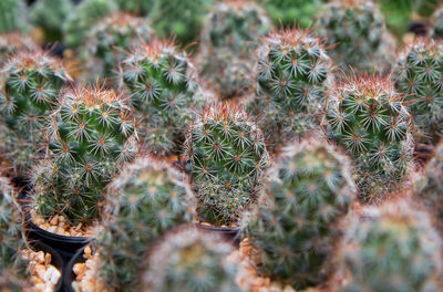 Close-up of cactus plant growing on field