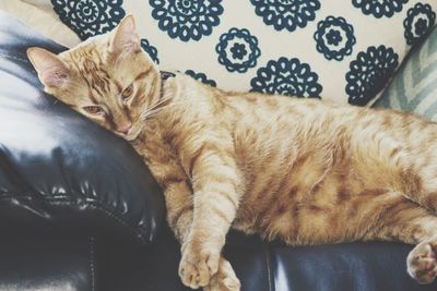 Cat lying on sofa at home