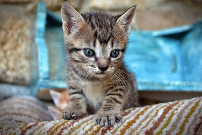 Close-up portrait of kitten sitting