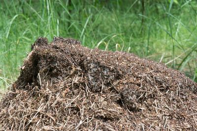 Close-up of grass in field