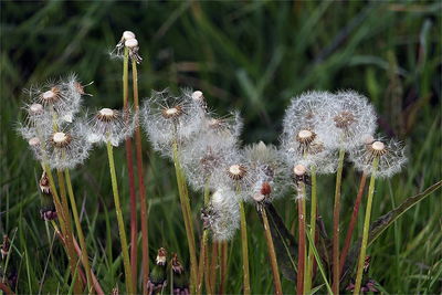 Close-up of flowers