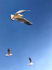 Low angle view of seagulls flying