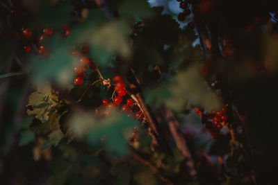 Close-up of fruits on tree