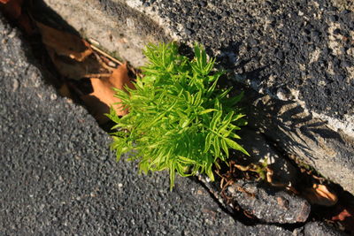 High angle view of plants