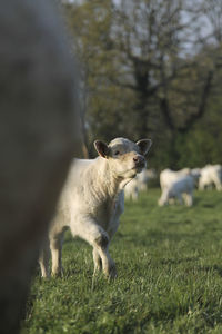 Young cow, proud to be alive