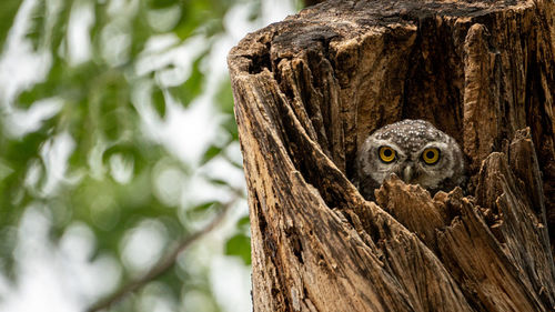 Close-up of owl perching on tree trunk