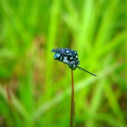 Close-up of insect on plant