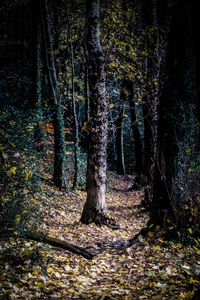 Trees in forest during autumn