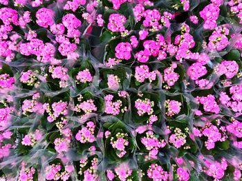 High angle view of pink flowering plant