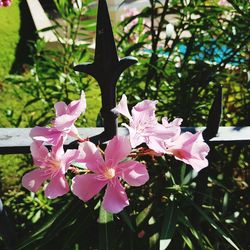 Close-up of pink flowers blooming on tree