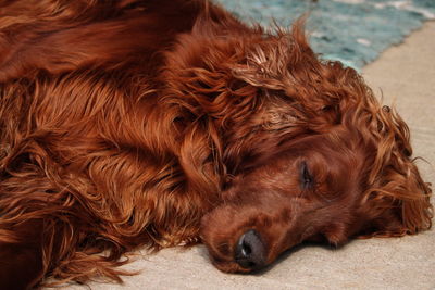 Close-up of dog sleeping