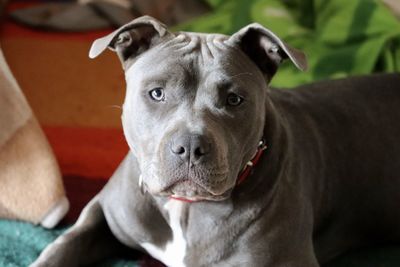 Close-up portrait of dog relaxing on blanket