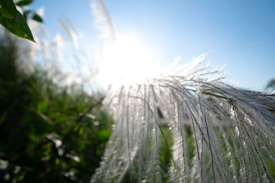 Close-up of plants on field against sky