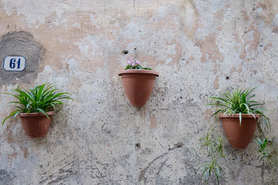 Potted plants mounted on wall