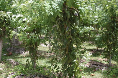 Plants growing on tree