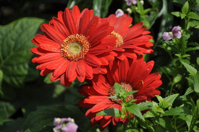 Close-up of red daisy flowers