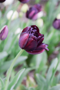 Close-up of purple tulip