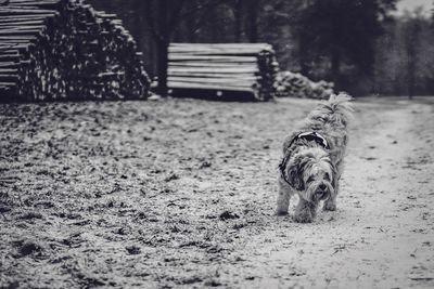 View of a dog on dirt road