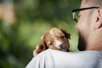 Man holding cute puppy on shoulder. nova scotia duck tolling retriever looking at camera