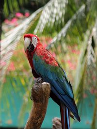 Close-up of parrot perching on branch