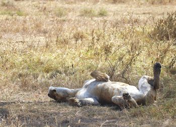 Sheep resting in a field