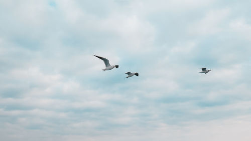 Low angle view of birds flying in sky