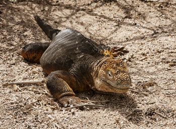 High angle view of lizard on field