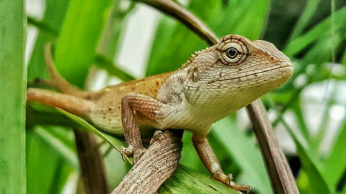 Close-up of lizard