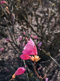 Close-up of pink cherry blossoms in spring