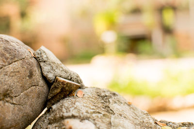 Close-up of lizard on rock