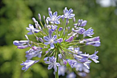 Close-up of purple flowering plant
