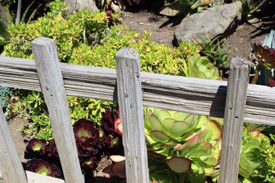 Close-up of fresh green plants