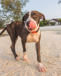 Portrait of dog sticking out tongue on beach