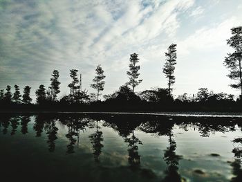 Reflection of trees in water